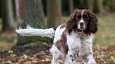 Dogs are being trained to hunt and save this endangered species of amphibians from ‘dramatic declines in their population’