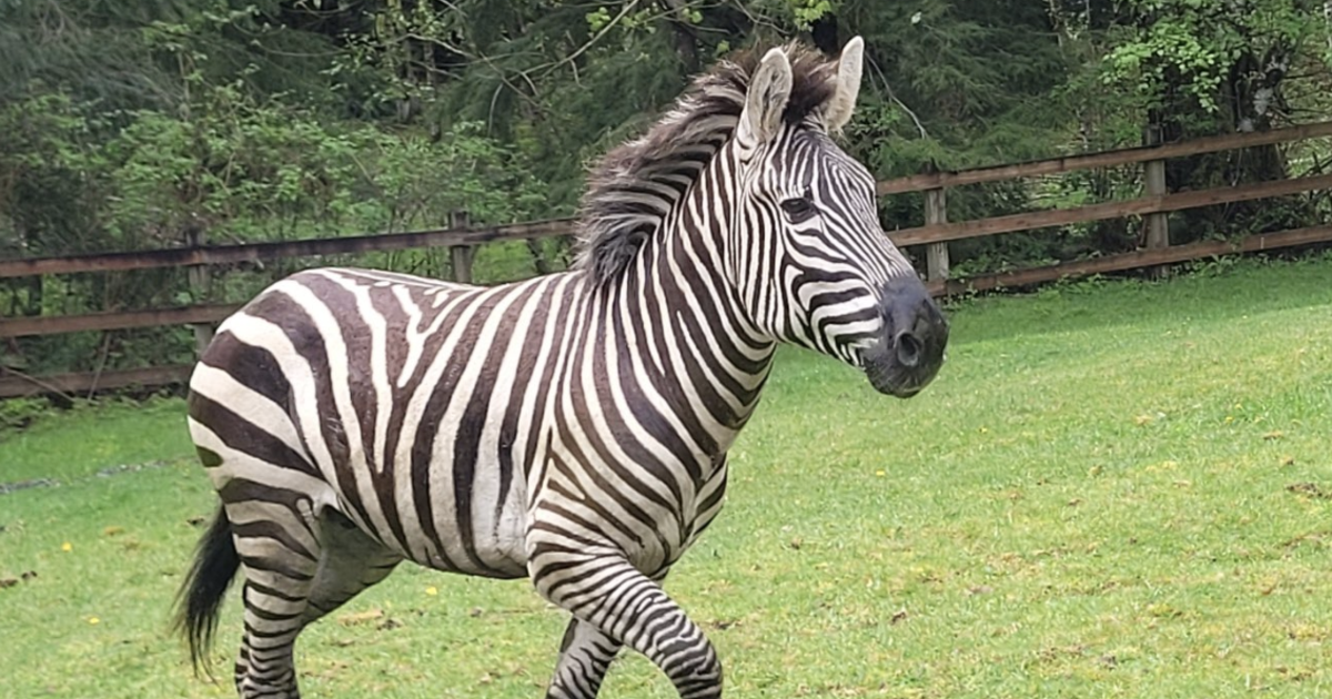 Former rodeo clown helps wrangle loose zebras in Washington