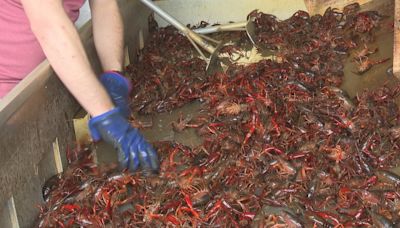 Congresswoman Julia Letlow announces relief for Louisiana crawfish farmers