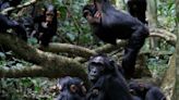 Chimpanzees have same conversation style as humans finds University of St Andrews