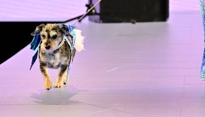 Dogs Rule The Runway At Elysian’s Second Annual Catwalk Furbaby Show