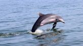 As water temperature rises, researchers ask public’s help in recording size of dolphin population in Chesapeake Bay