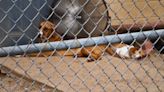 Forever homes sought for over 60 dogs, nearly 40 cats