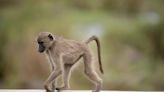 La evolución genética que hizo que los humanos no tuvieran cola como los monos