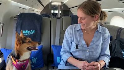 BARK Air launches airline catered to dogs