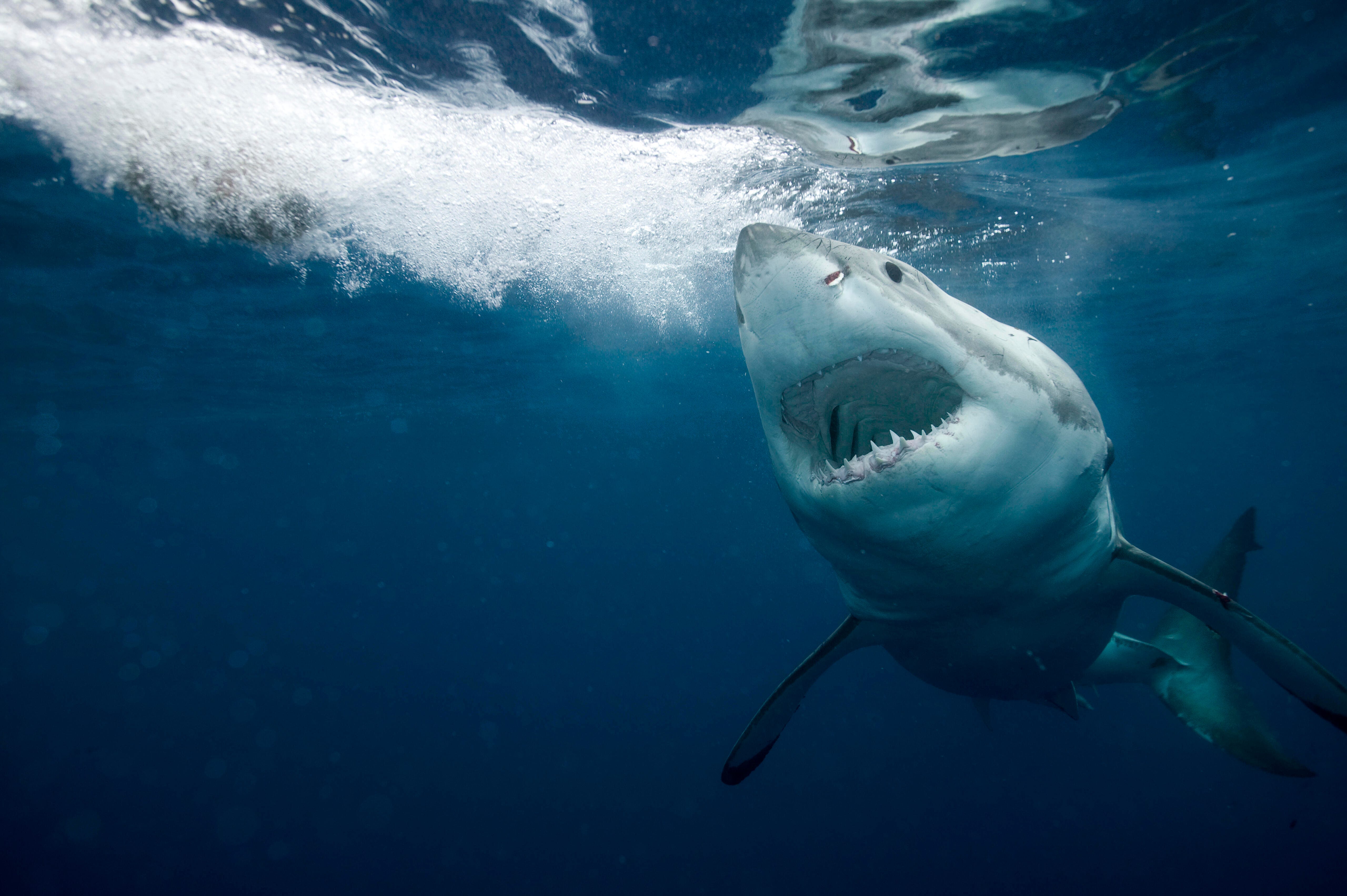 How to Watch Shark Week 2024 Without Cable: Schedule, Where to Stream, & More