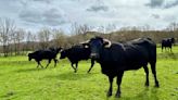 La llamada ‘COVID de las vacas’ podría reaparecer con la llegada de las altas temperaturas