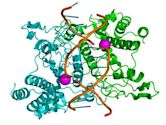 Restriction enzyme