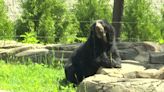 A look inside the new Andean bear exhibit at the Potawatomi Zoo