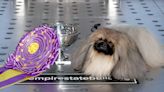 The 5 Dogs Breeds with the Most Best in Show Wins at the Westminster Dog Show