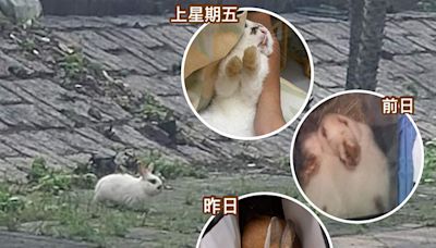 荃灣愉景新城發生連環棄兔事件 四日內四兔被遺棄