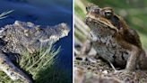 Deadly toads are poisoning crocodiles. Australians have come up with an ingenious solution