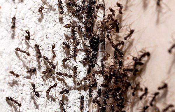 Ants will never enter your home when using 1 item cleaner claims the pests hate