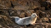 'Unusual': Feds investigate seal deaths off the coast of Maine linked to avian flu