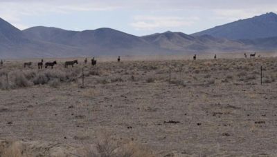 BLM to begin gathering wild horses, burros near Lovelock