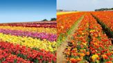 Carlsbad Ranch anuncia que extenderá temporada para visitar campo floral