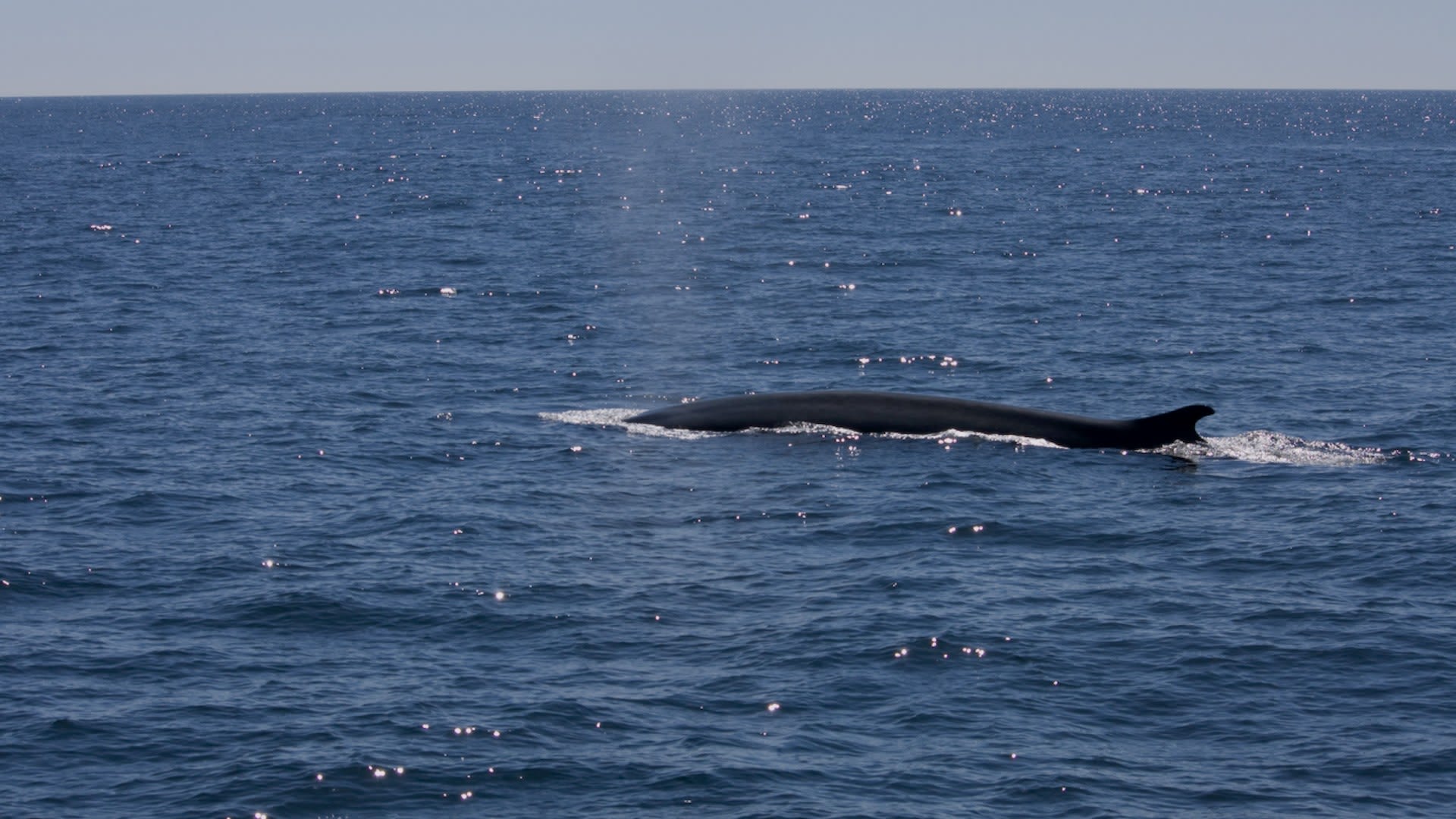 Iceland's approval of killing vulnerable fin whales draws fierce criticism from animal rights group: 'No way to kill a whale at sea without inflicting unthinkable cruelty'