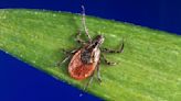 Tick season has arrived with a vengeance. Protect yourself with these tips