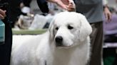 Local dog show set to take place in Morgantown