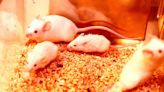 Scientists Use Nanoparticles to Remote Control Brains of Mice