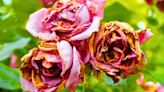 Roses may not flower again if you do not know how to prevent black spot disease