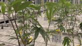 Ohio dispensaries can soon apply for recreational marijuana licenses