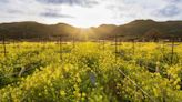 California's Iconic Wine Region Is Covered in Bright Yellow Flowers Right Now — Here's How to See Them