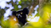 Madagascan lemur ‘honks’ are music to our ears