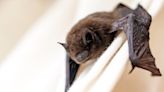 University of Georgia Students Return to Campus to Find Dorm Infested With Bats, Share Skin-Crawling Videos