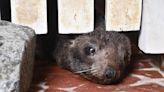 Un lobo marino vuelve al agua tras ser rescatado en Argentina con heridas en el cuello