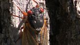 Lake Geneva cicada emergence, area 'loaded' with insects