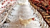 Gripe aviar AH5N2: ‘Consumo de pollo y derivados es seguro