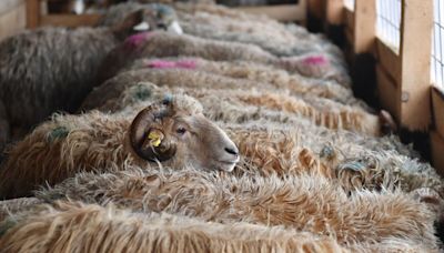 Australia to Ban Live Sheep Exports by Sea From May 2028