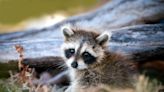 Video of Raccoon Teaching Her Cubs to Climb a Tree Is Too Cute to Miss