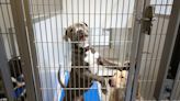 Perros rescatados saturan refugio de animales de Stanislaus. Así se puede ayudar