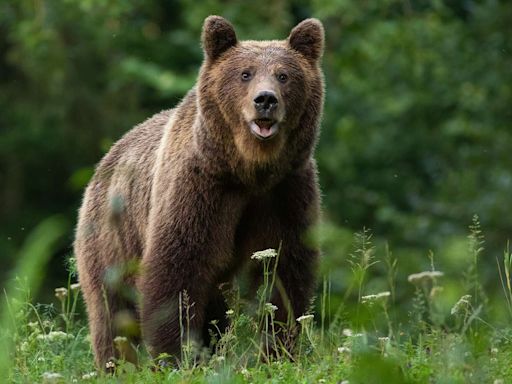 Teen Made Frantic Call to Police Before Rabid Bear Tossed Her 400-Feet to Her Death: Reports