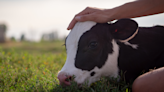 Sanctuary in New York Doubles As a 'Vegan Inn' Where Guests Can Mingle with Animals