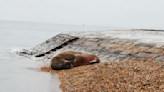 Huge walrus nicknamed Thor spotted on Hampshire beach while resting during journey