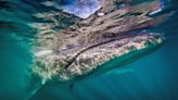 A whale makes a comeback off Argentina's coast 100 years after vanishing