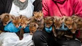 'Unprecedented' litter of 10 fox cubs rescued after being found by farmer