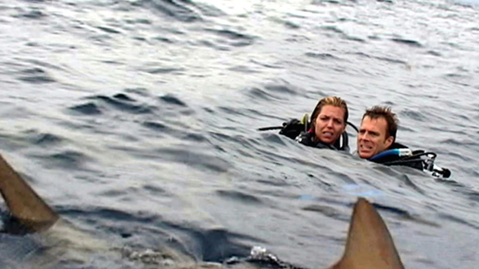 Horror Film Open Water Was Derived From A Terrifying And Very Real Shark Encounter - SlashFilm