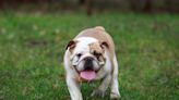 English Bulldog and Labrador Are Sweetest Buddies to Neighborhood Cat