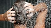 Cuál es la temperatura ideal del agua para lavarse el pelo todos los días, según los especialistas