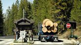 Yosemite undergoes forest-thinning project due to wildfire risk; environmentalists want it stopped