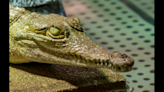 Rare crocodiles on the brink of extinction will be raised at North Carolina aquarium