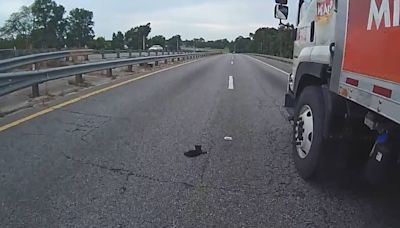 Police officer, truck driver rescue kitten from middle of Florida highway