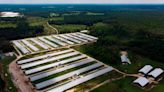Civil rights complaint takes aim at North Carolina’s lack of poultry farm regulations