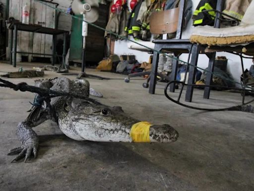 Al menos 200 cocodrilos se arrastran hasta las ciudades tras fuertes lluvias que azotan el norte de México, cerca de Texas