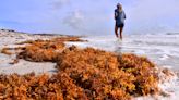 'Sargassum storm': Stinky seasonal seaweed sets record in Brevard, and more is coming this way