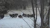 How do you hunt turkeys in bad weather?